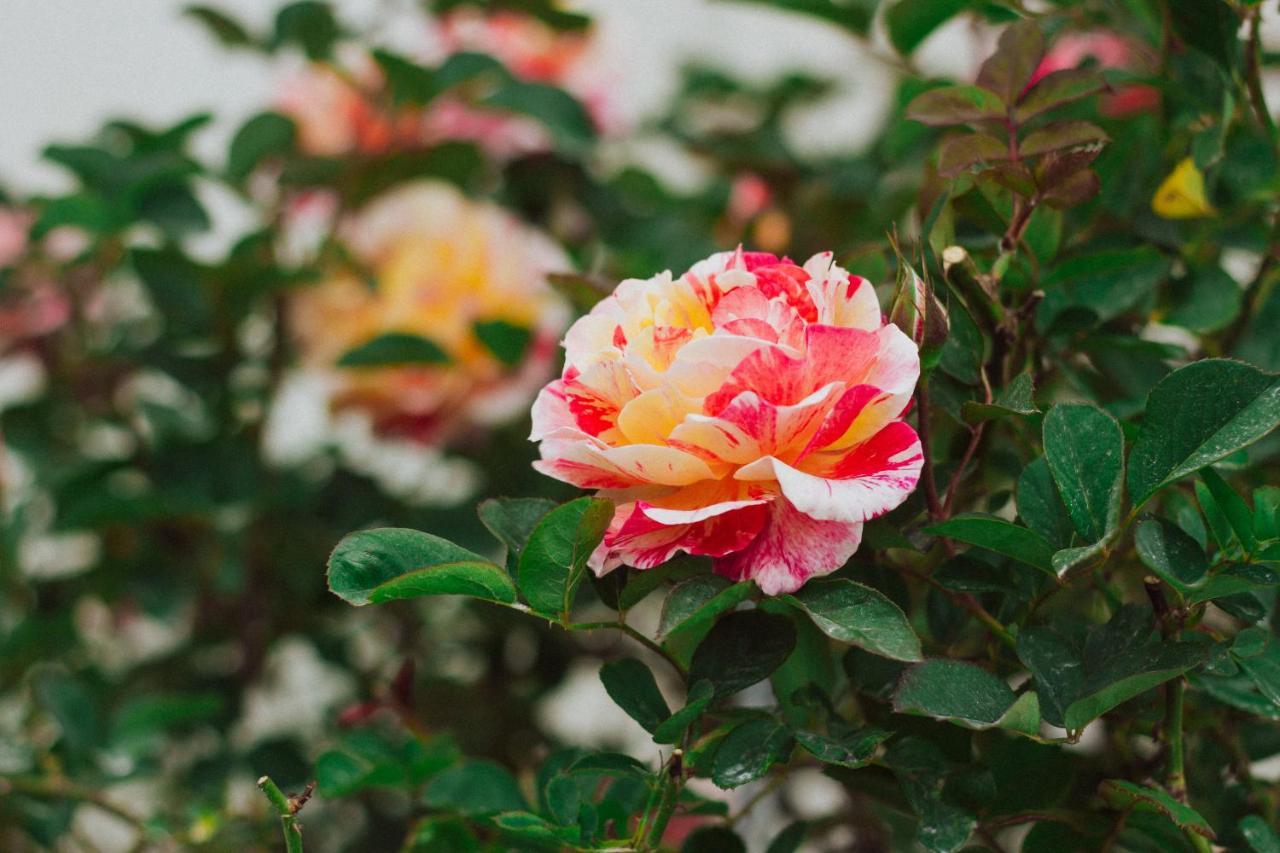 La Vie En Rose Villa Νταλάτ Εξωτερικό φωτογραφία